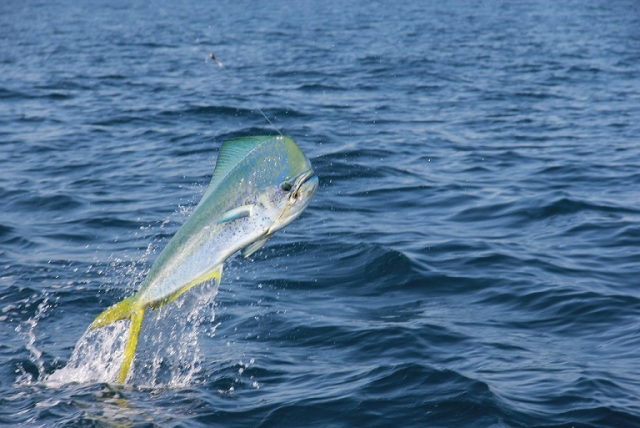 pesca un dorado